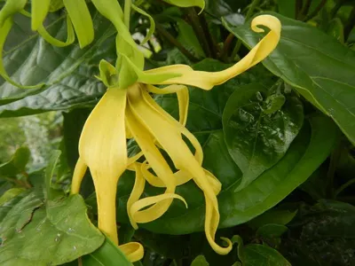 Vanilla Planifolia