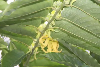 Senna Pods