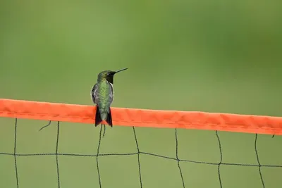 Hummingbird V2