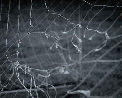 Skeleton leaves