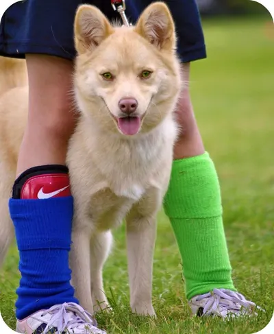 Sport Over Knee Pure Cotton Soccer Socks by Shijiazhuang Aofeite Medical Devices Co., Ltd.