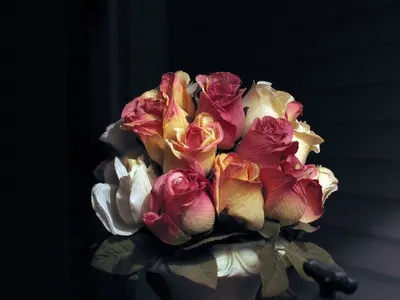 Fresh rose flowers
