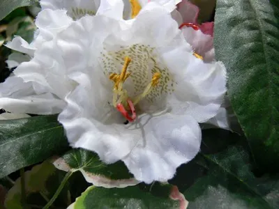 Begonia Plant
