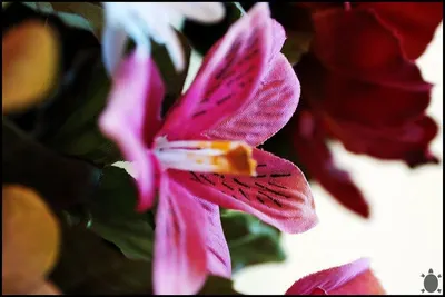 Alstroemeria