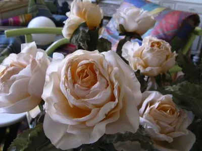 Rose Athena White