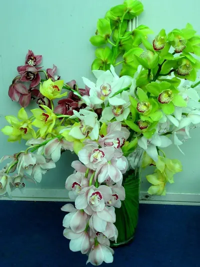 Orchid Plants