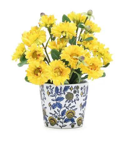 Chrysanthemum (White / Yellow)