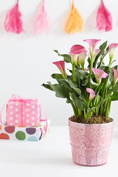 Plastic Flower Pots