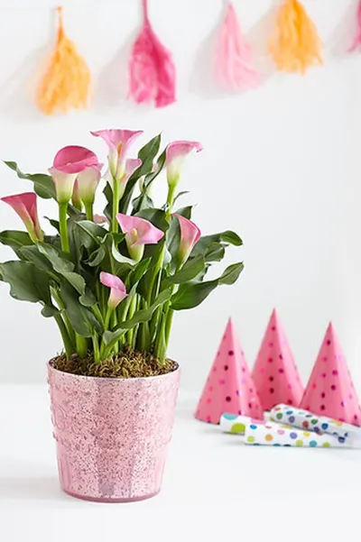 Planters