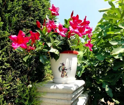 Ceramic Pots/Flower Pots/Zinc pots
