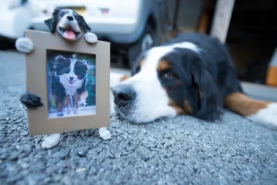 7"digital photo frames