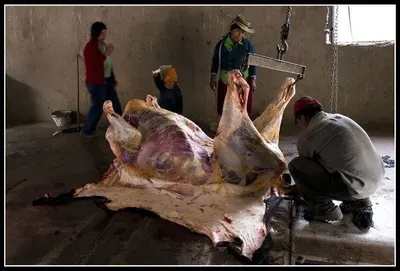 Sfb, Blood, Sérum Of South American Camelids