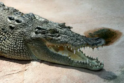 Cow crocodile-2 by Tusharika Consultancy, India