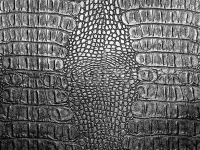 Crocodile Skins by Hardy Consultant Limited
