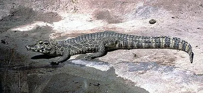 Suzy - The Friendly Crocodile, 79 cm