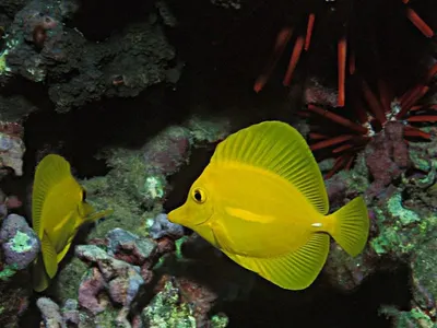 Coral Fish