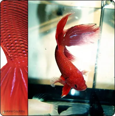 Aquarium Lamp