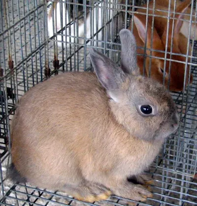 Norm peek cages