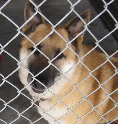 Chain link dog kennel
