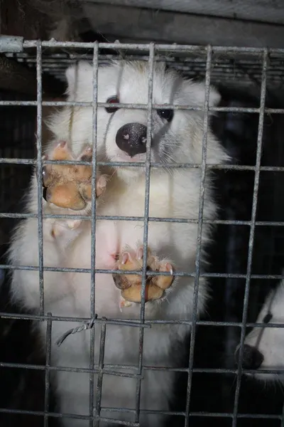 catching trap cage