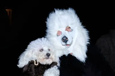 Voice-activated Smart Stunt Dog