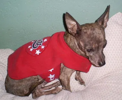 Dog clothing