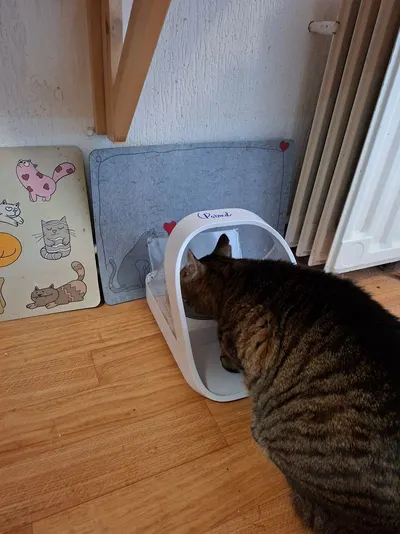 Cat scratcher
