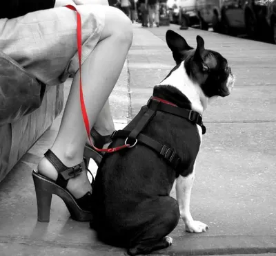 Dog leash