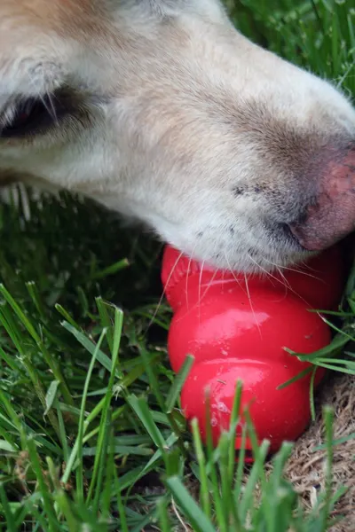 Piglet Feeder