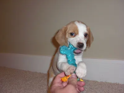 Plush dog