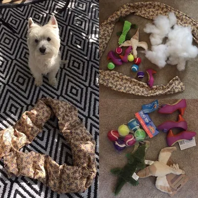 Cat Toy