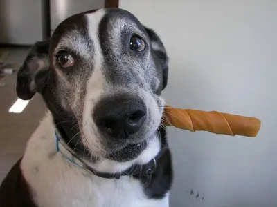 Himalayan Dog Chew