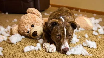 Pet Toy