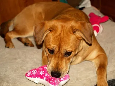 Cartoon Dog Toy