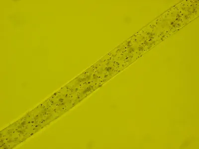 Quinoline Yellow WS (D&C Yellow 10)