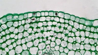Natural Malachite Slab In Design Pattern