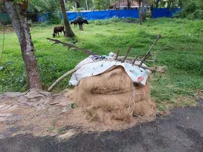 Deer loban