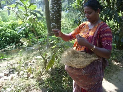 Cocofibres, Coco Fiber