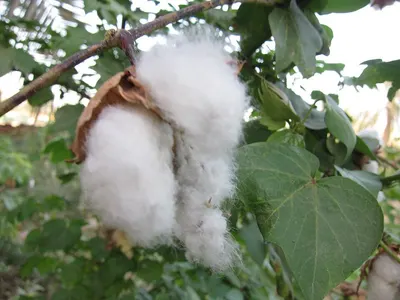 Raw Organic Cotton