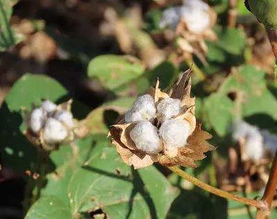 Ycr-Cotton Queen by Rashal Exports