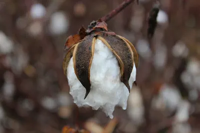 White beech mushroom by Shanghai Finc Food Co., Ltd.