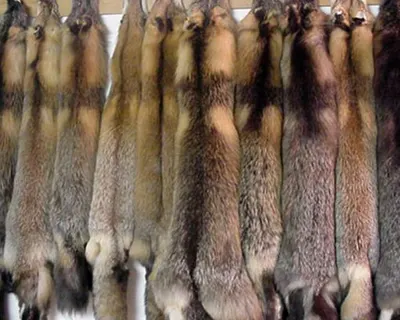 Kangaroo skins