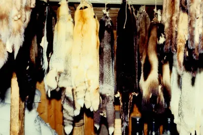 Haralega Coats