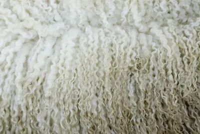 Cashmere goat wool
