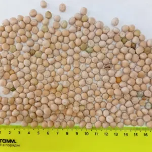 Lentils by LLC INTELLICOMMODITY
