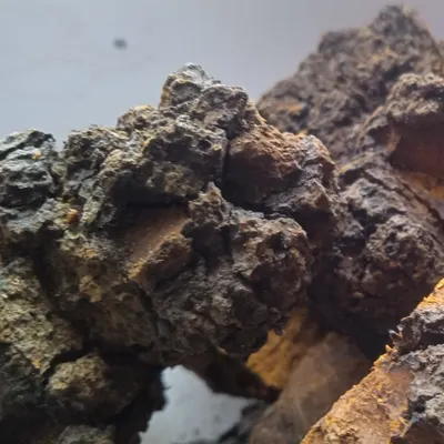 Chaga Mushroom Inonotus obliquus Dried Medicinal plants - Image 3