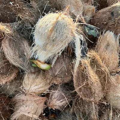 Semi Husked Coconut – 800–1200g – Indonesia Origin by enam6konveksi