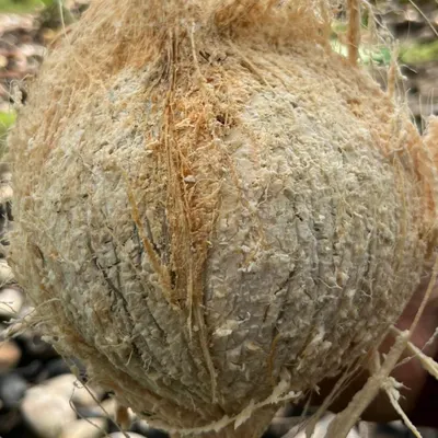 Semi Husked Coconut – 800–1200g – Indonesia Origin - Image 2