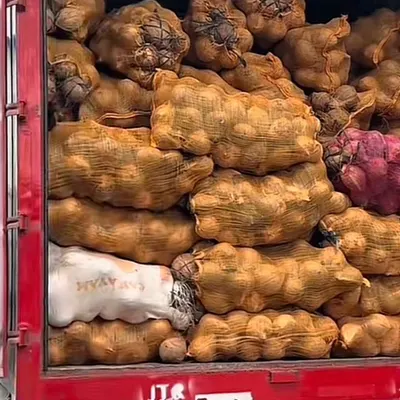 Semi Husked Coconut – 800–1200g – Indonesia Origin - Image 3