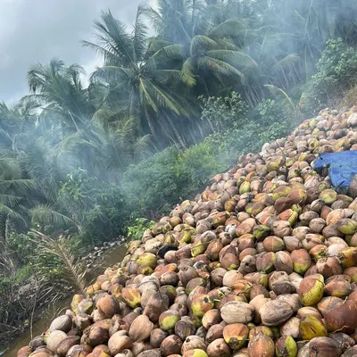 Semi Husked Coconut – 800–1200g – Indonesia Origin - Image 4